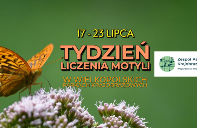 Tydzień Liczenia Motyli w&nbsp;Wielkopolskich Parkach Krajobrazowych